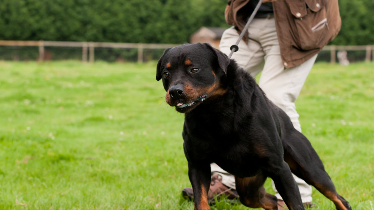 Why Your Dog Pulls on Leash & How to Fix it Showit Blog