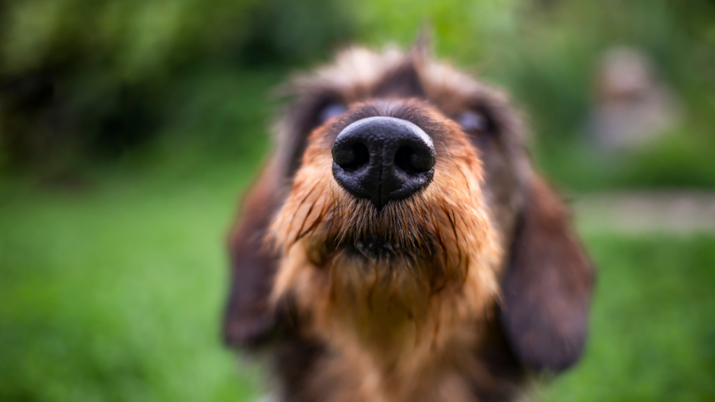 How good is a dogs sense of smell?