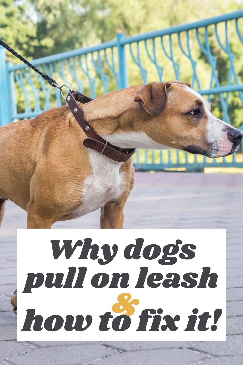 Why dogs pull on leash and how to fix it