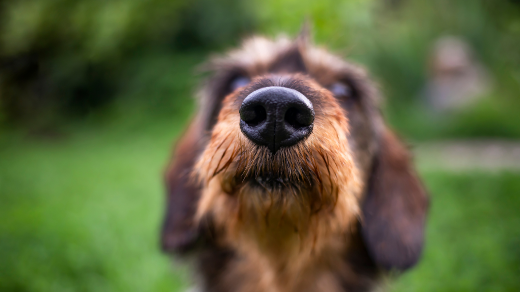 Want your dog to stop pulling on leash? Understand how powerful their nose is!