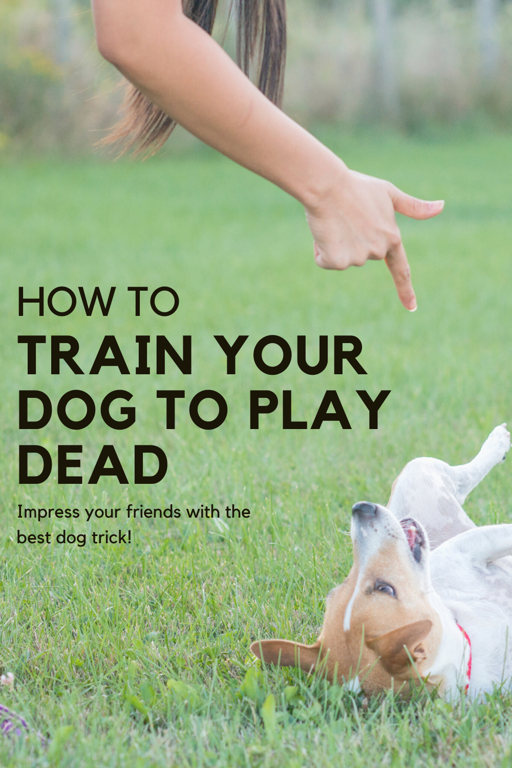 How to train your dog to play dead