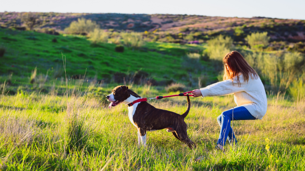 10 Tips to IMMEDIATELY Improve Pulling on Leash