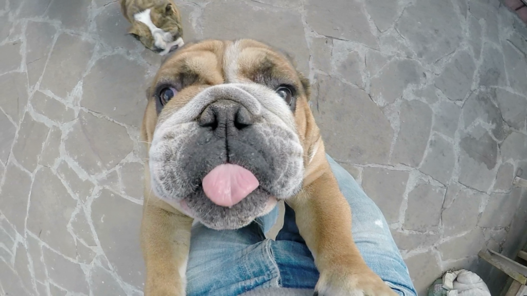 3 EASY Steps to Stop Dog Jumping on You Showit Blog