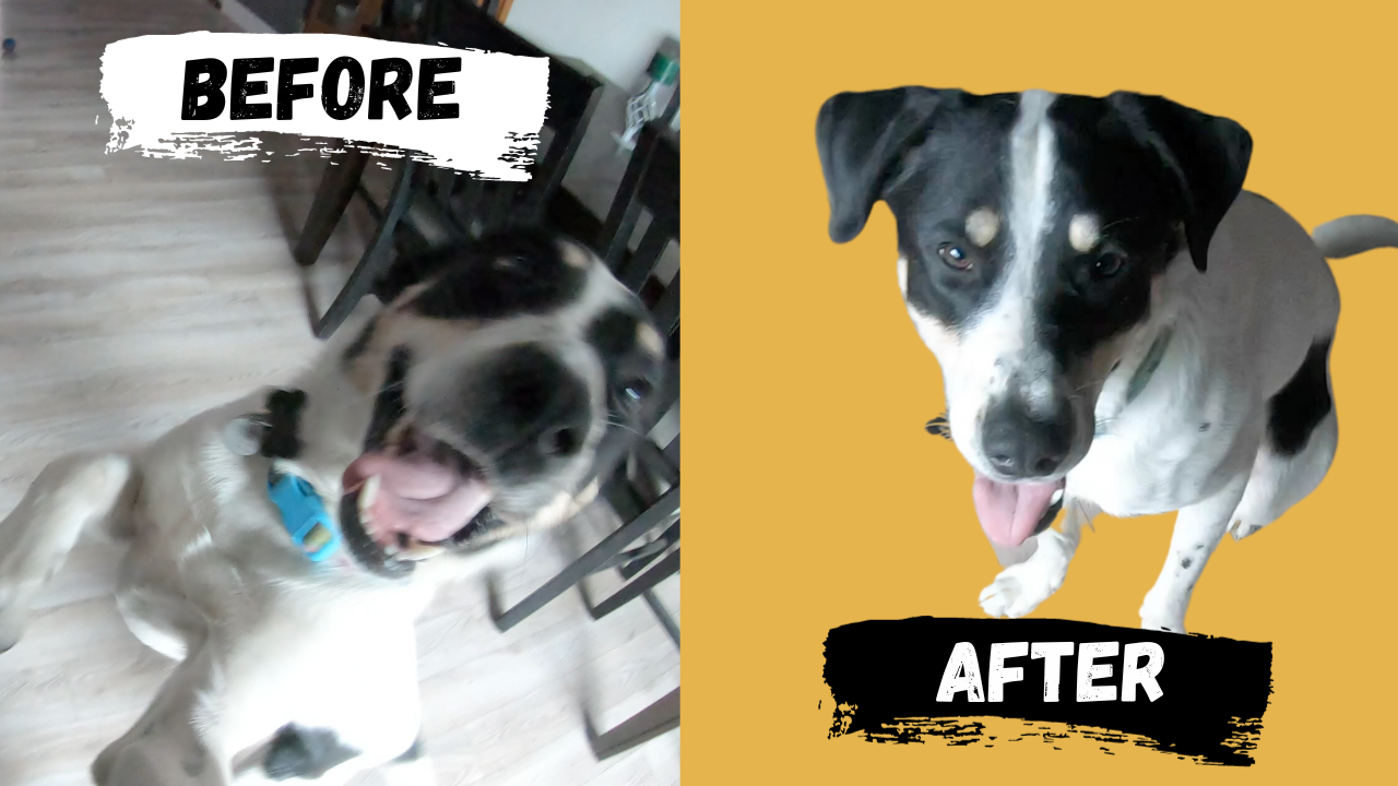 3 EASY Steps to Stop Dog Jumping on You Showit Blog