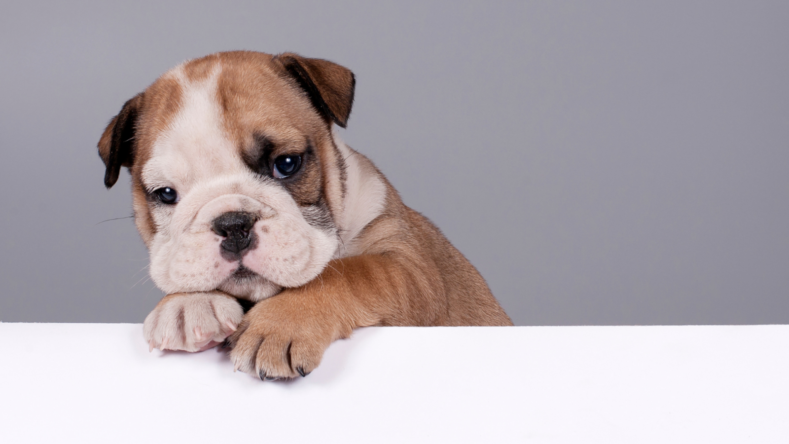 3 EASY Steps to Stop Dog Jumping on You Showit Blog