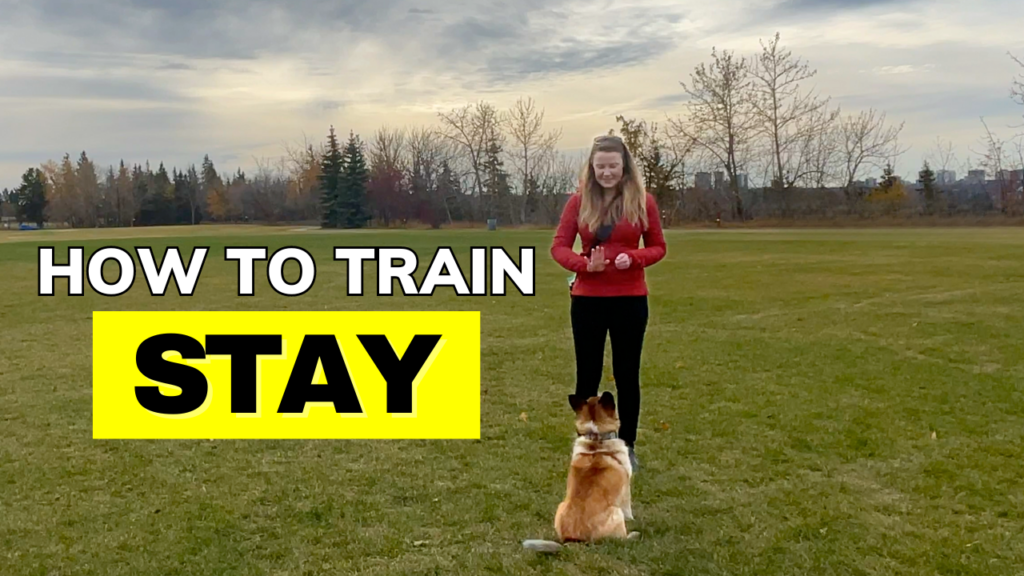 how to train your dog to stay