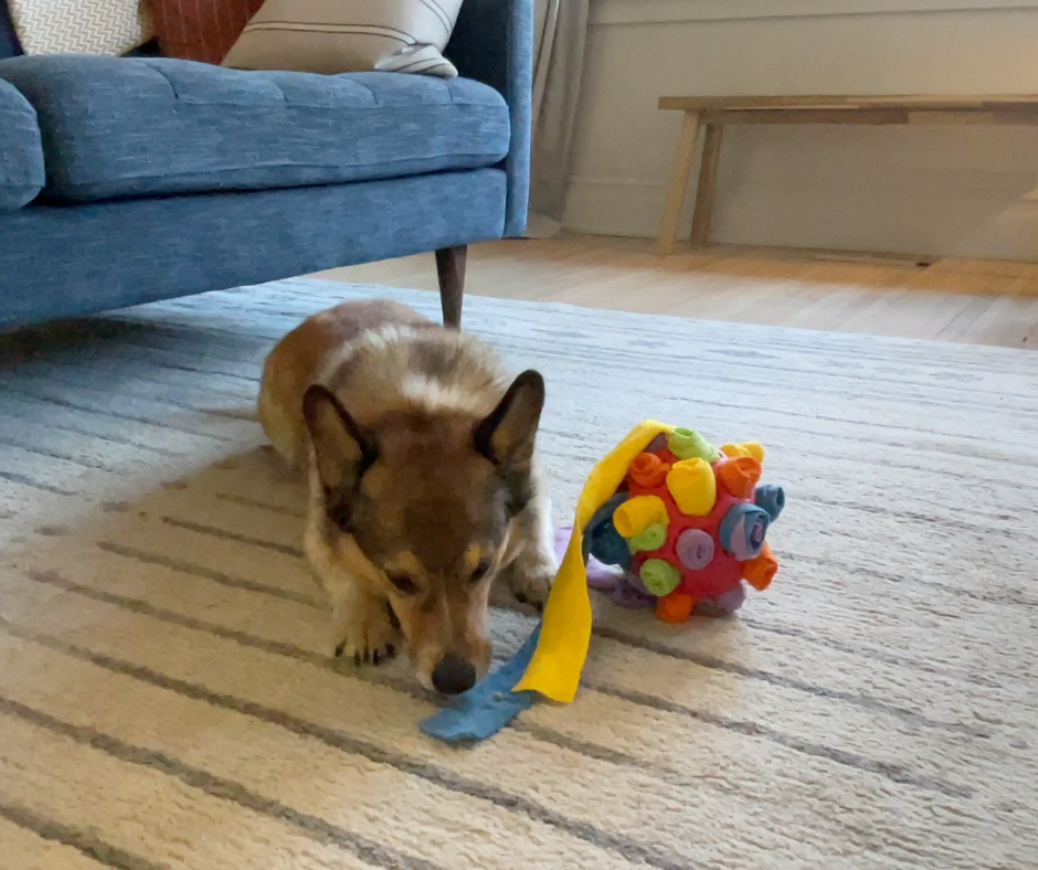 My dogs favourite dog enrichment toy