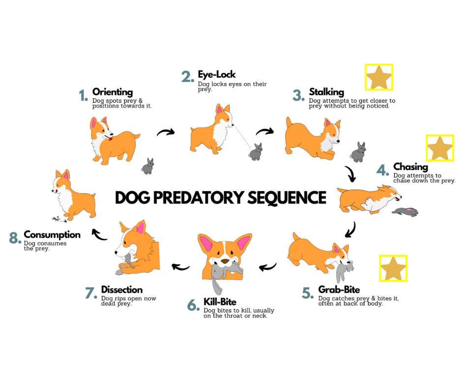herding dogs predatory sequence