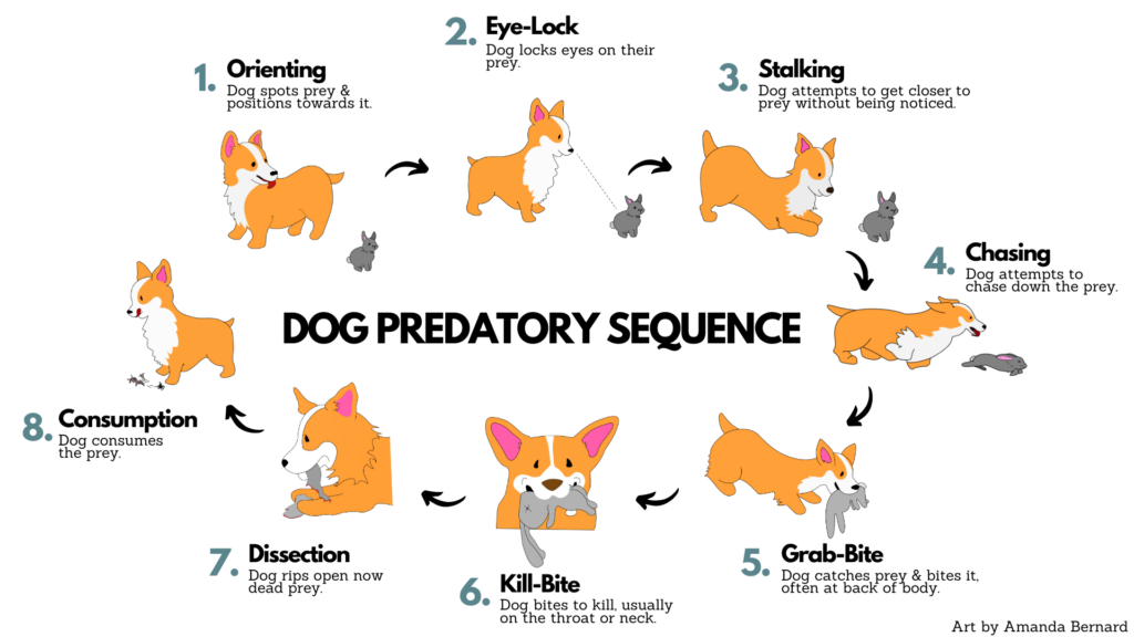 dog predatory sequence