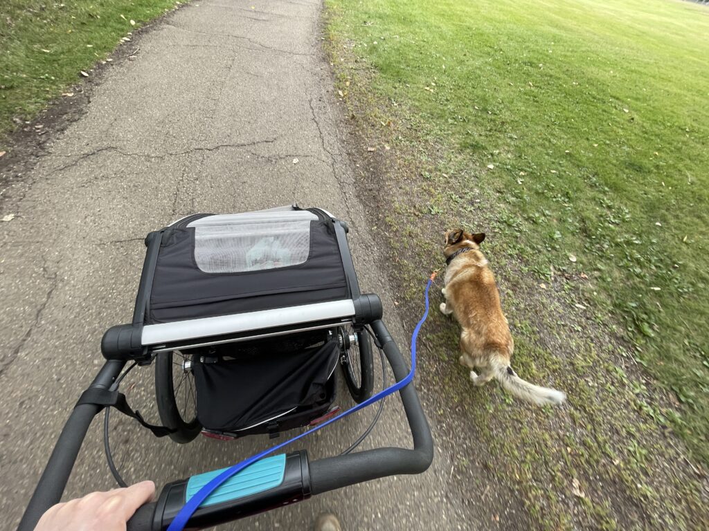 how to prepare your dog for a baby? Consider leash training right away!