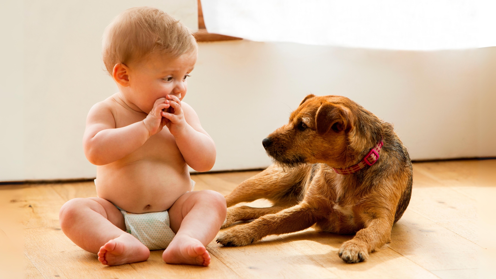 7 Tips to Prepare Your Dog for a New Baby