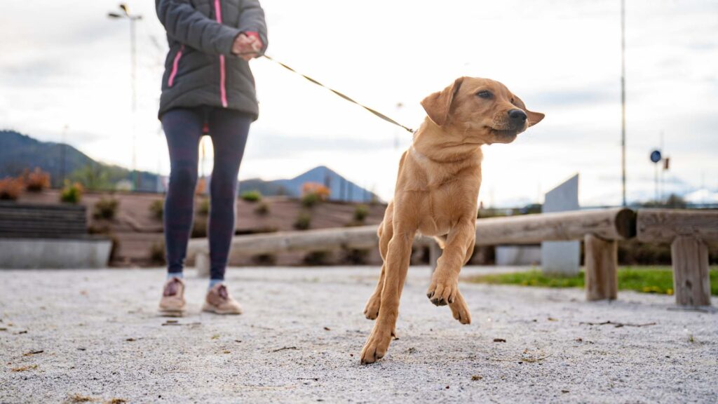 dog pulling on leash