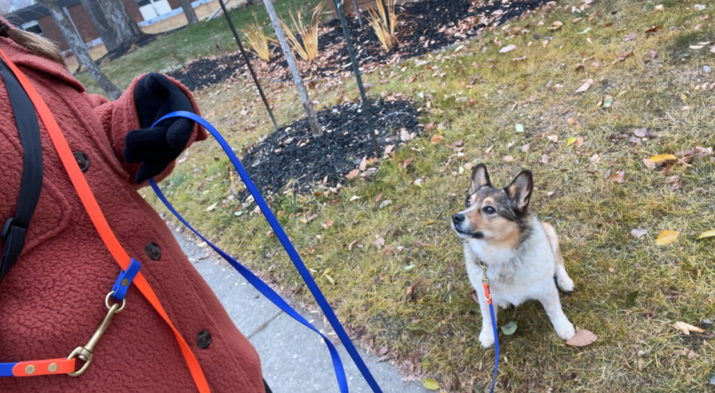 hands free biothane leash