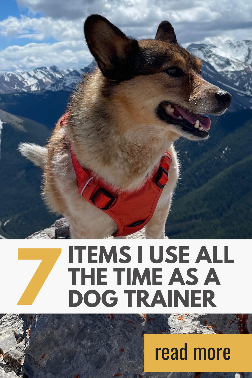 https://happyhoundsdogtraining.ca/7-of-my-favourite-things-dog-trainer-edition/