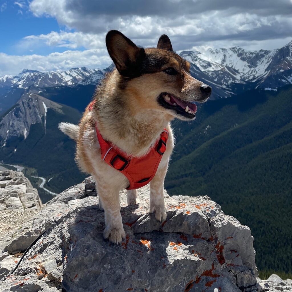 the best dog harness