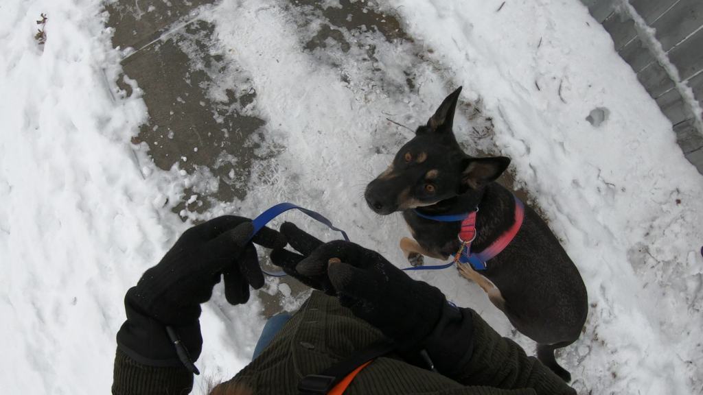 heated gloves for dog training