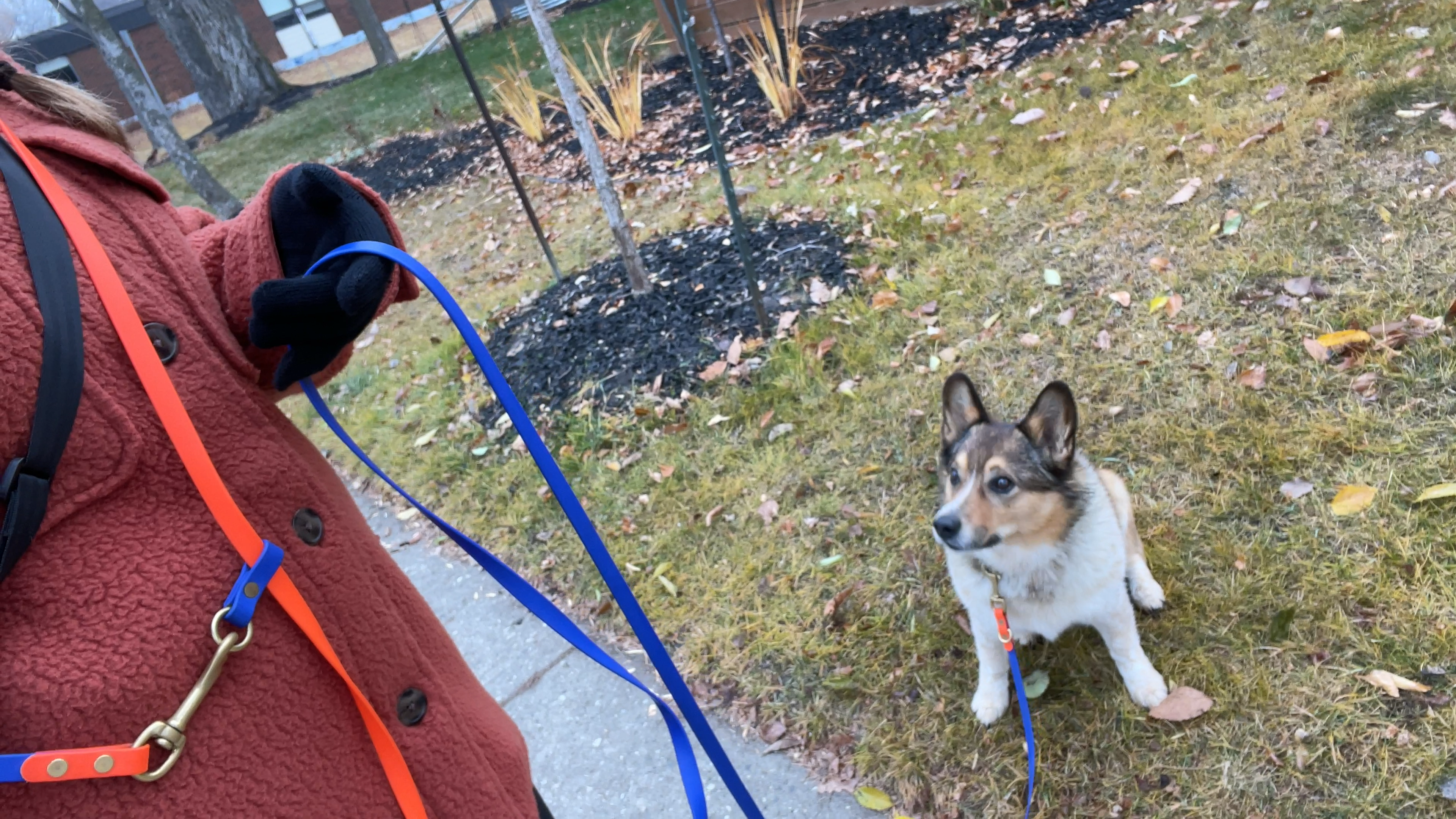 hands free dog leash