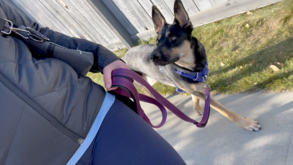 Leash Training Tips: Set Your Dog Up for Successful Walks