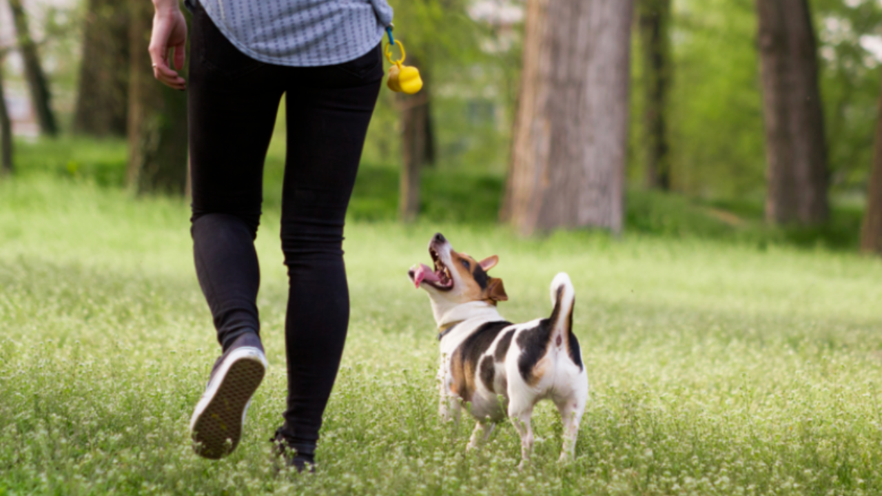 Leash Training 101: Set Your Dog Up for Successful Walks