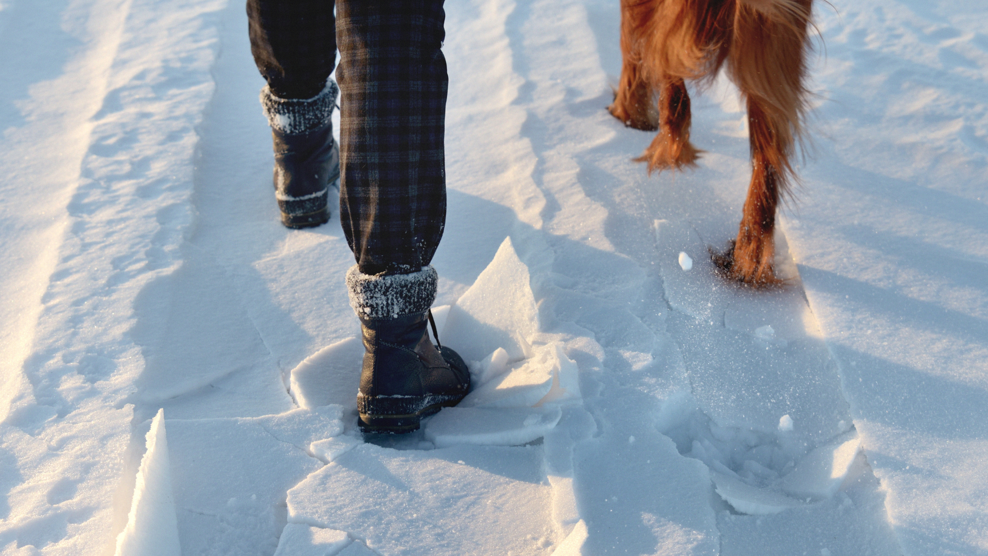 4 Ways to Reward Your Dog On Cold Walks Without Freezing Your Hands Off