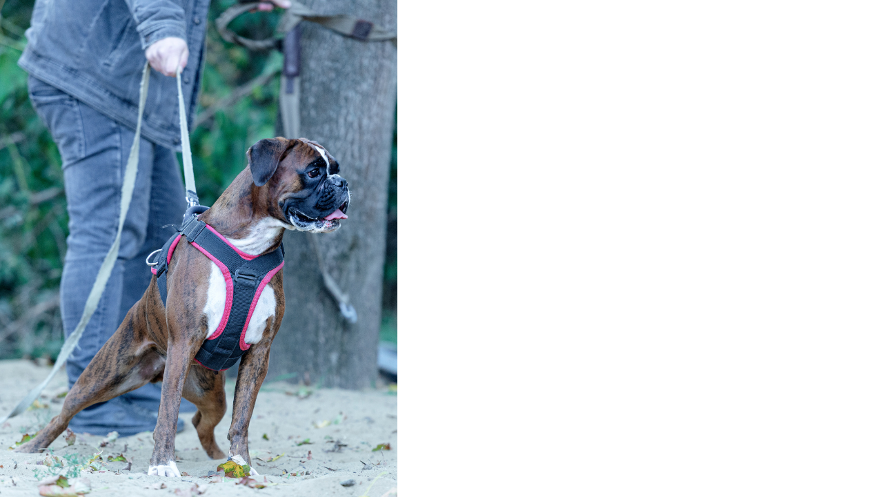 Picture of Do Dog Harnesses Cause Pulling On Leash? - Showit Blog