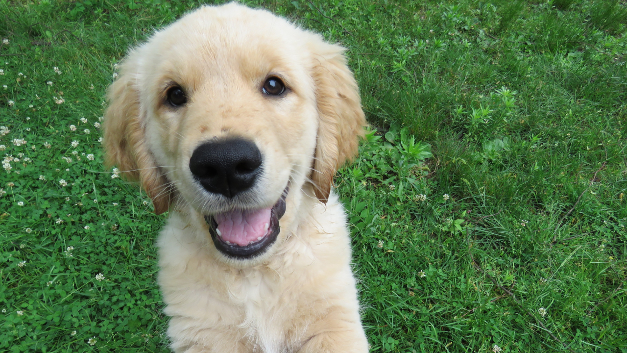 3 Important Puppy Training Tips Every New Dog Guardian Needs to Know