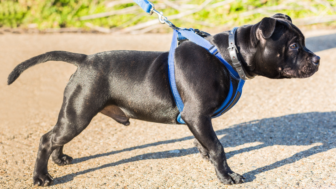 Do Dog Harnesses Cause Pulling On Leash?