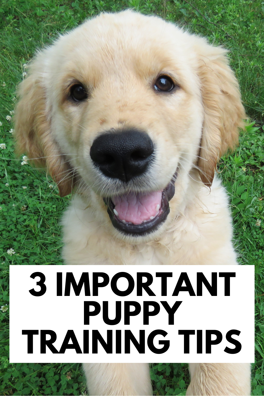 3 Important Puppy Training Tips You Need to Know!