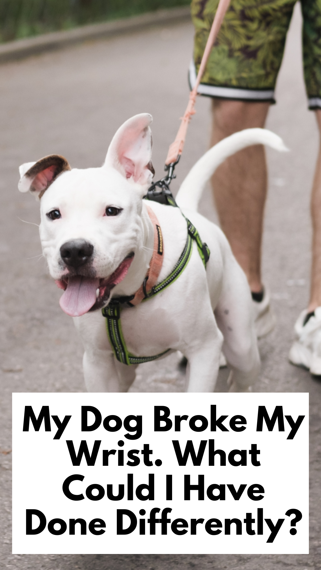 My Dog Broke My Wrist. What Could I Have Done Differently?