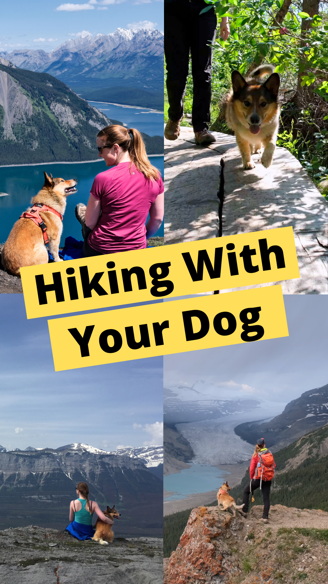 12 tips for hiking with your dog