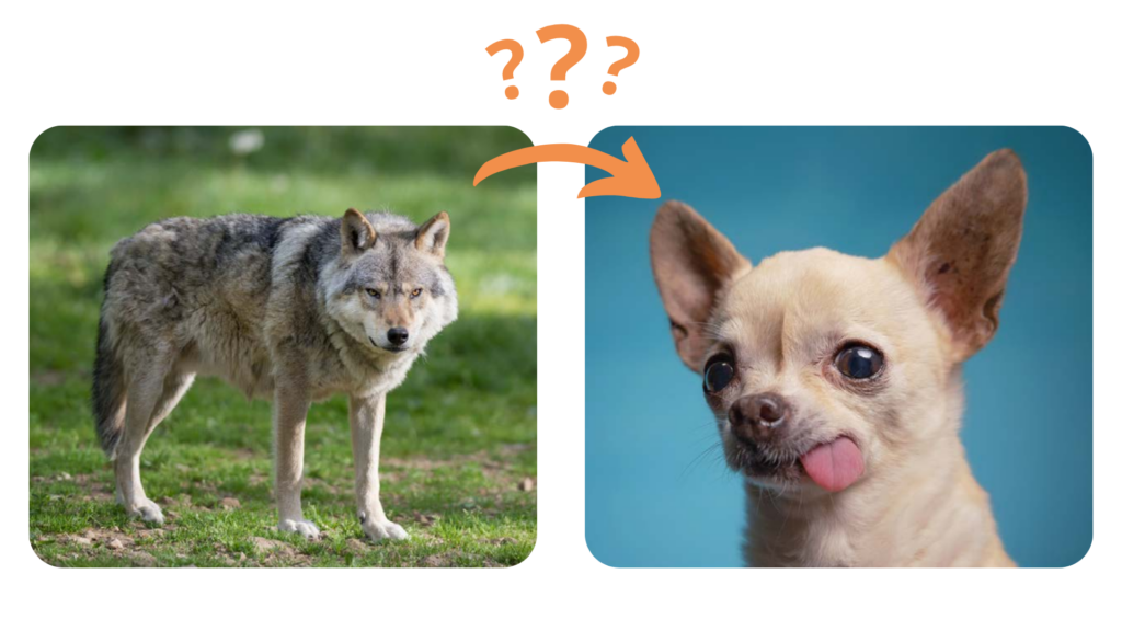 Understanding dog prey drive
