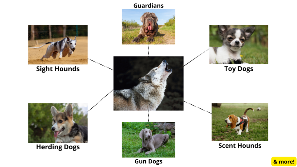 How to stop your dog from chasing animals