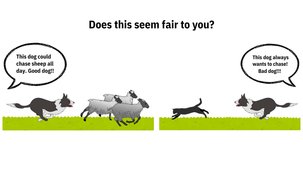 Why do dogs chase animals? dog prey drive!