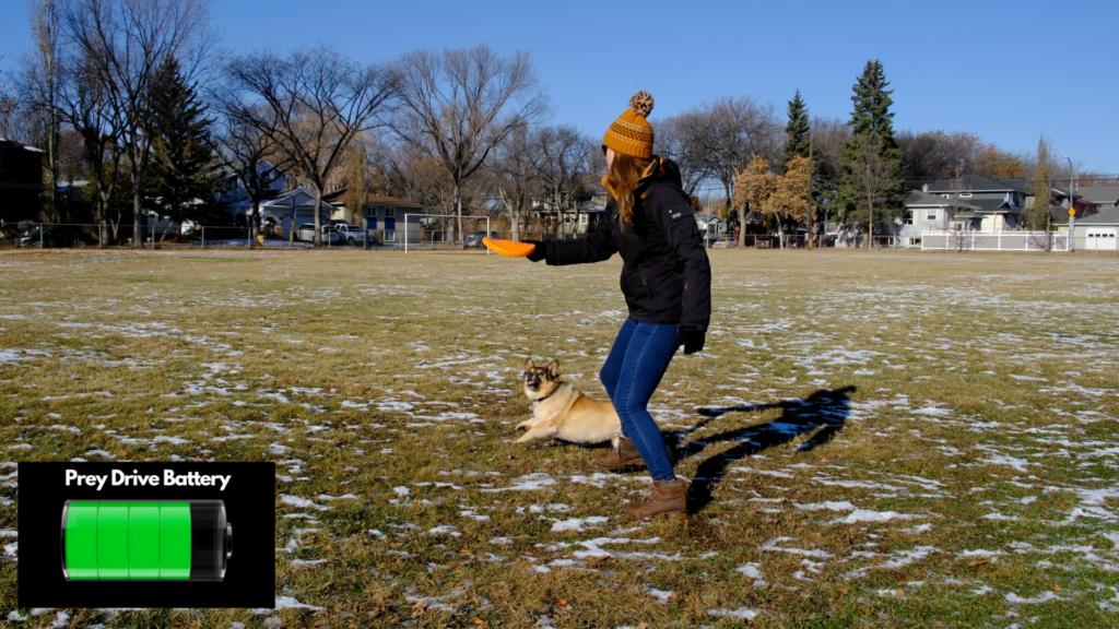 Why replacement outlets are critical to dog prey drive training