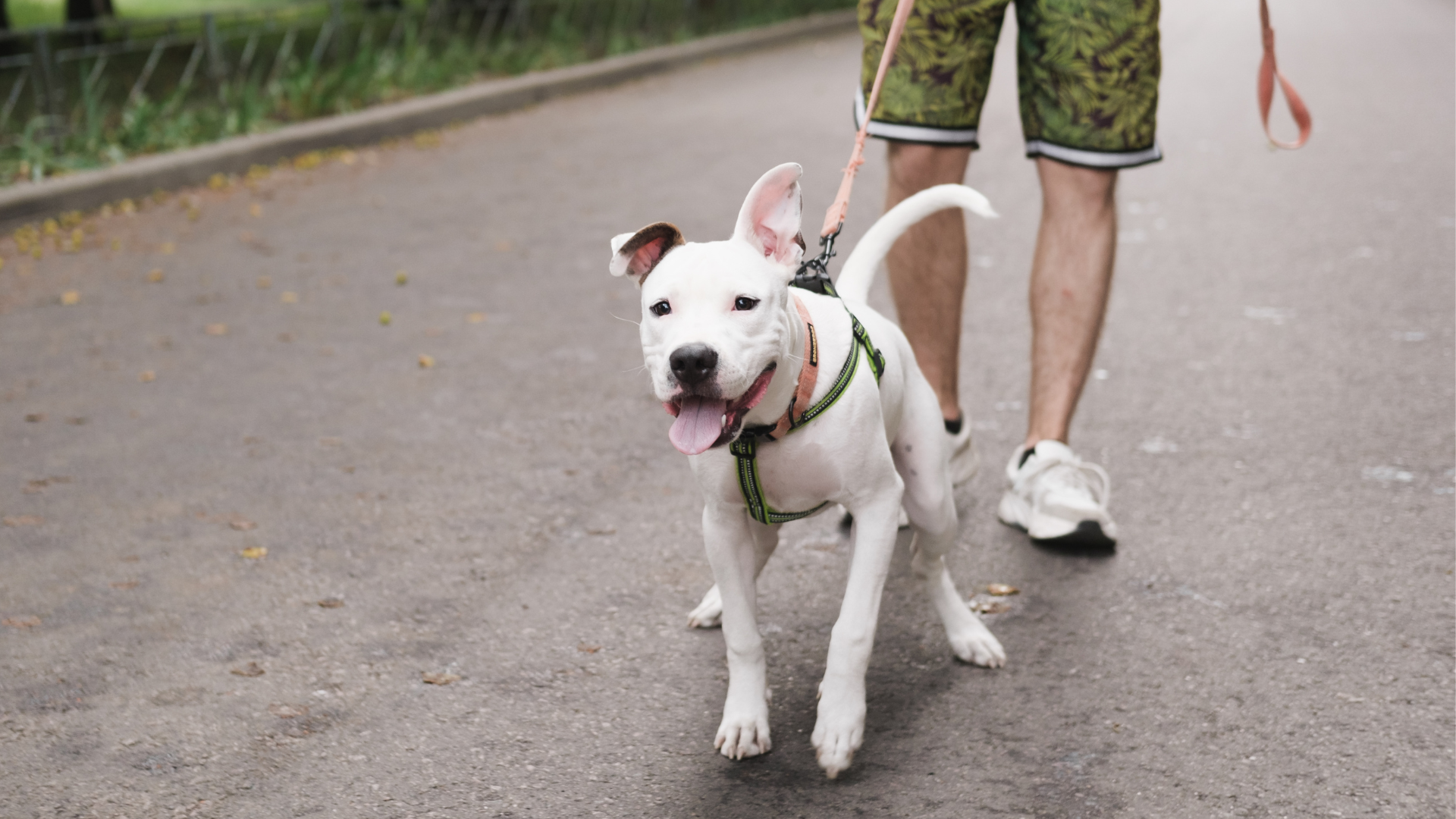 My Dog Broke My Wrist. What Could I Have Done Differently?