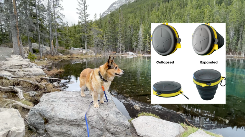 12 tips for hiking with your dog