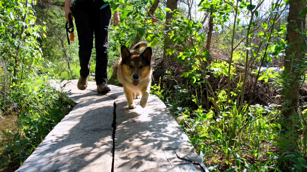 tips for hiking with a dog