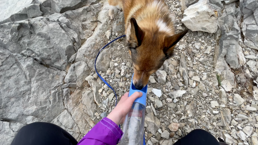 tips for hiking with a dog