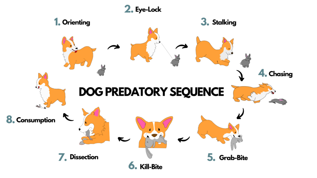 dog predatory sequence