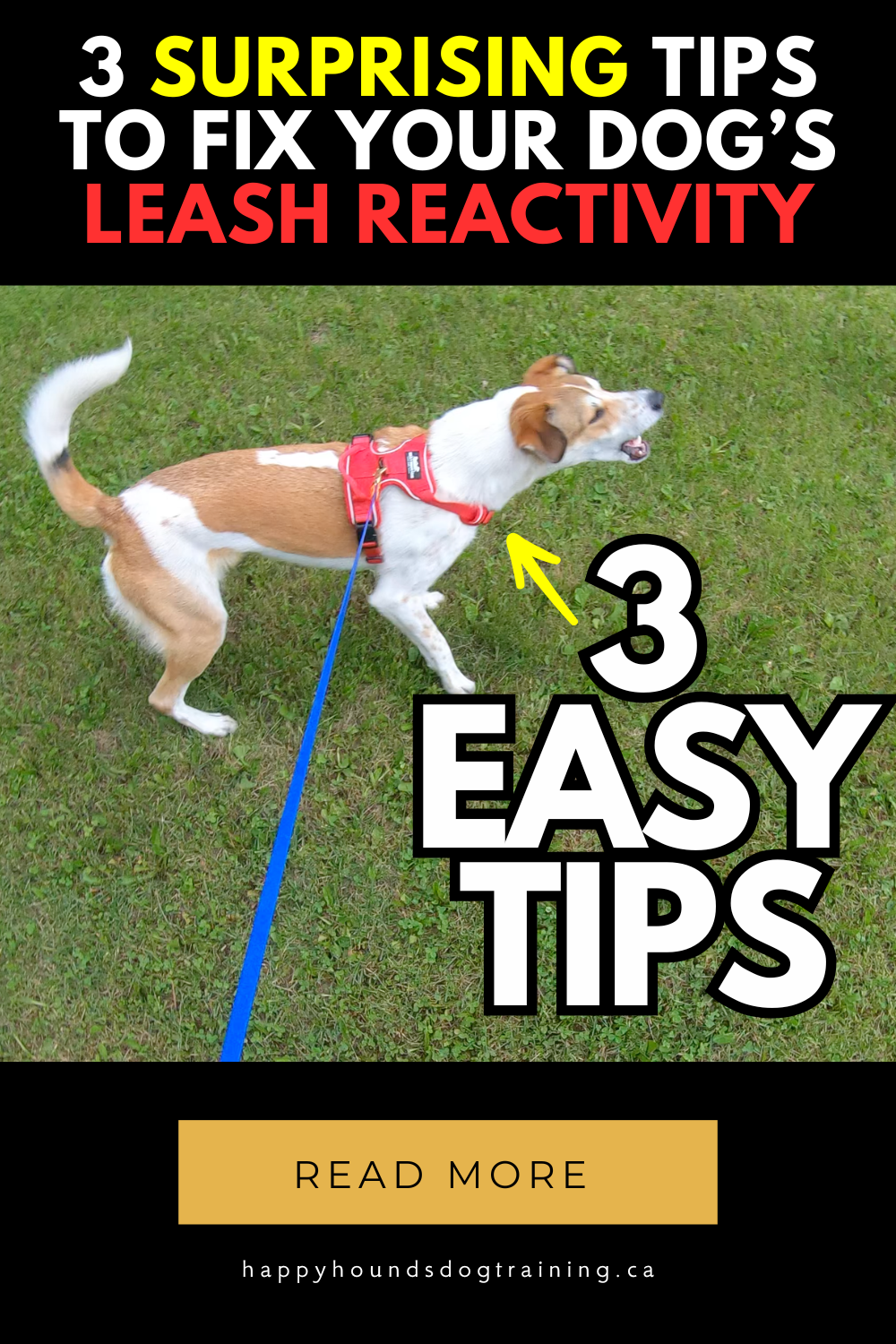 3 Surprising Tips to Fix Your Dog’s Leash Reactivity