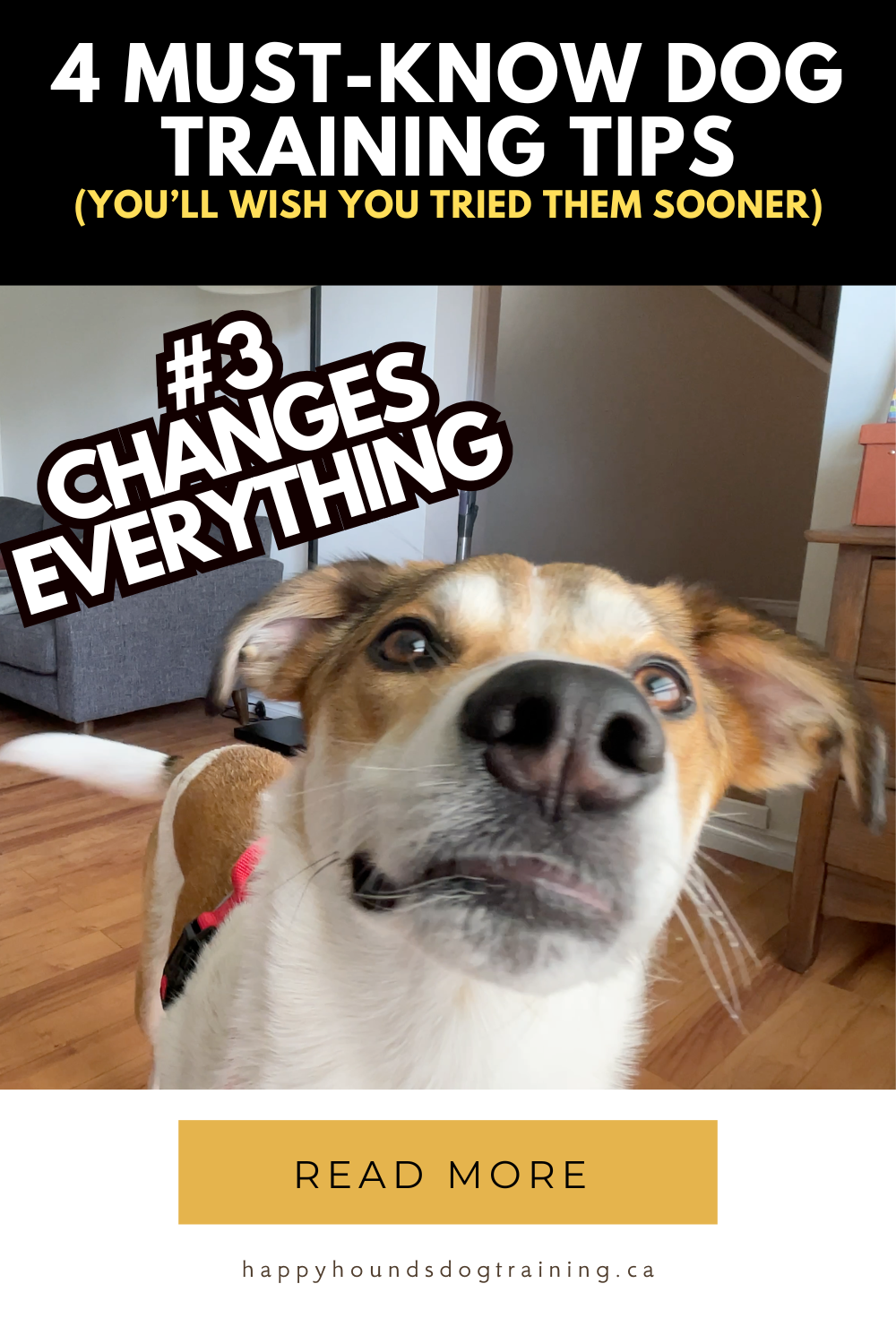 4 Must-Know Dog Training Tips