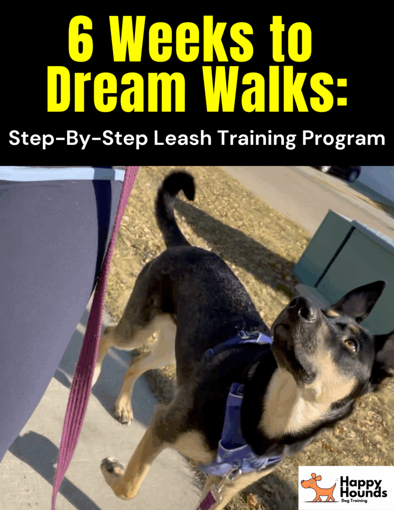 how to leash train your dog