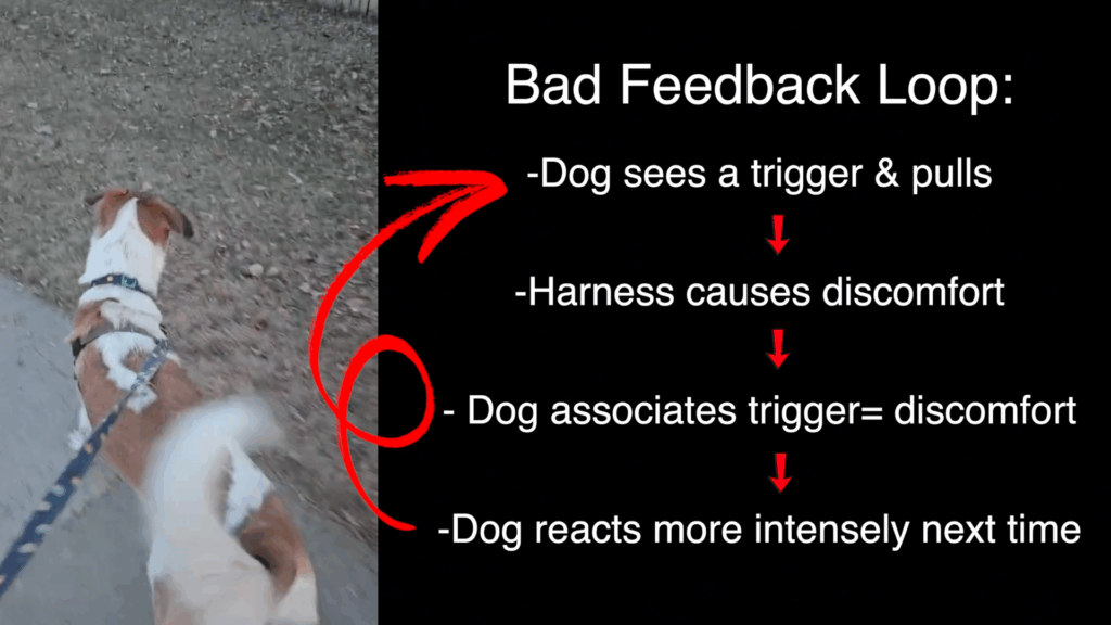 how an uncomfortable harness affects leash reactivity