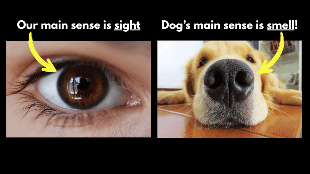 dogs main sense
