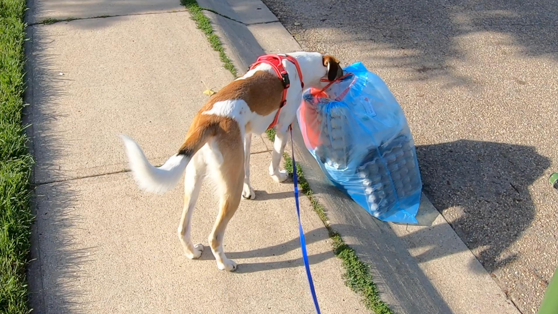 reliable leave it dog training