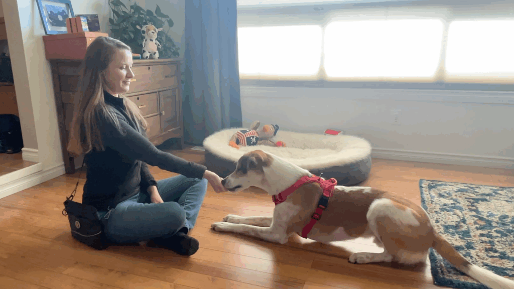 how to train your dog to leave it step 1