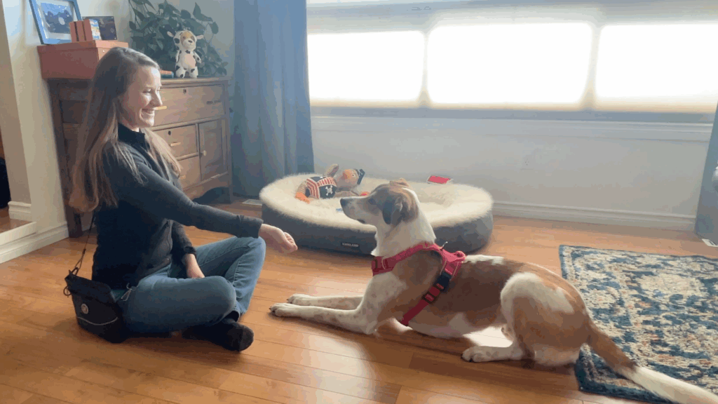 how to train your dog to leave it step 1