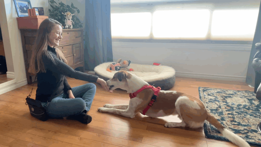 how to train your dog to leave it step 1