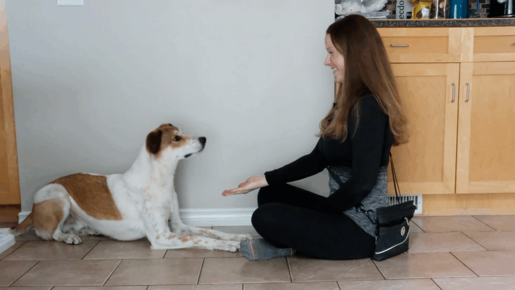 how to train your dog to leave it step 2