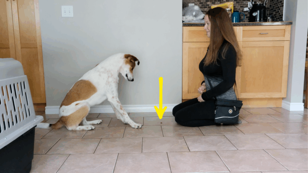 how to train your dog to leave it step 3